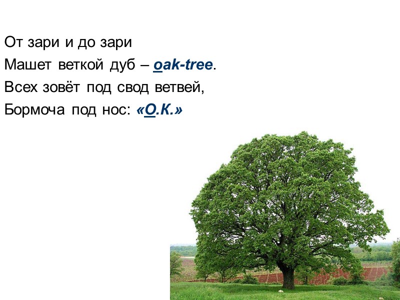 От зари и до зари Машет веткой дуб – oak-tree. Всех зовёт под свод
